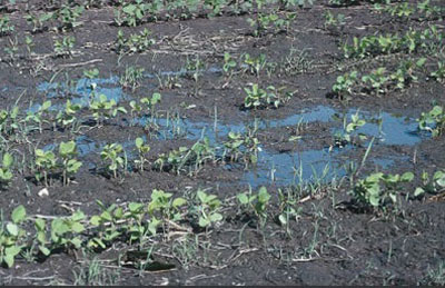 SOYBEAN REPLANT CONSIDERATIONS